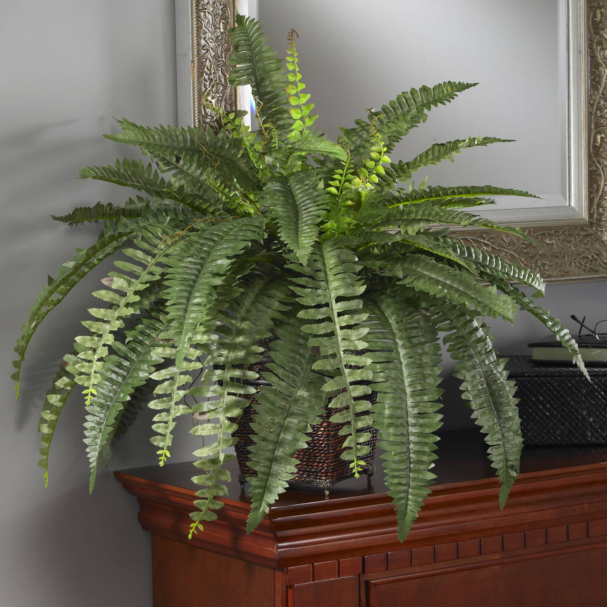 23" Boston Fern with Wicker Basket Planter